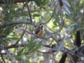 Eastern Spinebill